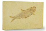 Detailed Fossil Fish (Knightia) - Wyoming #369392-1